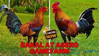 LETS GO TO BEAUTIFUL BAKAL AT ASERO GAMEFARM [upl. by Anos]