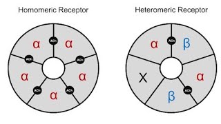 Structure of Nicotinic Acetylcholine receptors  Homomeric and Heteromeric receptors [upl. by Easton]