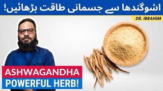 Ashwagandha Ke Fawaid Taqat Se Bharpoor Benefits Of Asgand UrduHindi Dr Ibrahim [upl. by Eihtak]