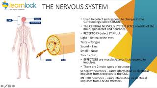 GCSE AQA Biology  B5 Homeostasis and response  Nervous system [upl. by Itnava]