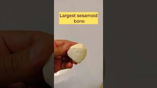 Patella bone in 52 Seconds anatomy draqilshah viralvideos viral youtubeshorts grossanatomy dr [upl. by Seldun]