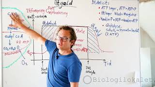 Iltgæld og iltdeficit Glykolyse og respiration [upl. by Halona]