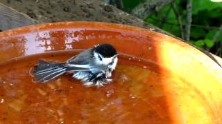 Chickadee Bath Ritual [upl. by Pihc]