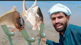 Fish Hunting At Chanab River  Big Fish Hunting VideoFish Catching Video Tariq Pkc [upl. by Ahron]