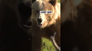 Close Encounter The Intense Reality of an Archery Grizzly Hunt Gone Wrong [upl. by Zaremski643]