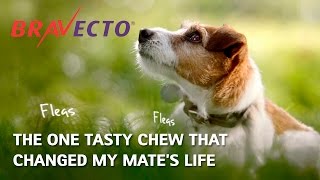 Bravecto® New Zealand  Flea amp Tick Treatment For Dogs  15s [upl. by Leribag]