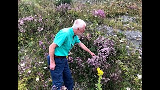 Marjoram and Wild Thyme with John Feehan in July Wildflowers of Offaly series [upl. by Chin928]