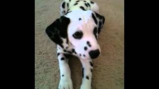 Smart Dalmatian Puppy [upl. by Linea68]