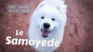 Le Samoyede  Tout savoir sur cette Race de chien  Toilettage caractère éducation [upl. by Eneg254]