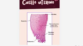 GENITOURINARIO FEMENINO HISTOLOGIA [upl. by Adyela]