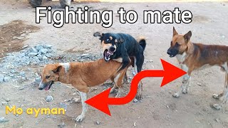 Fighting to mate dogs The Dodo MrBeast animals dogs puppy dog k1 viral cats [upl. by Akers]