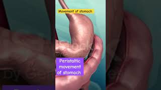 Peristaltic movement of stomachshortsshort video [upl. by Norret]