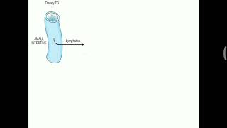 Summary of Chylomicron metabolism [upl. by Court374]