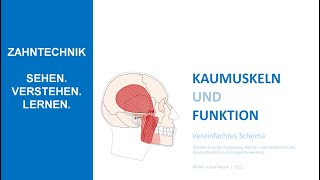 Kaumuskeln und Funktion  Vereinfachte Darstellung [upl. by Sirred]