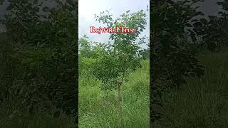 Tree of rojwoodsheesham treeviralvideo viralshort [upl. by Nodnas]