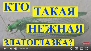 Кто Такая Нежная Златоглазка Золотоочка Chrysopa carnea [upl. by Eyar]