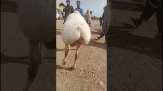 Beautifull fattailed sheep  Kabli balkhi duma  Turkey dumba  Alya [upl. by Sorcha]