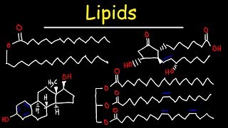 Lipids  Fatty Acids Triglycerides Phospholipids Terpenes Waxes Eicosanoids [upl. by Clougher]