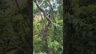 Wild Colobus Monkey Up close at Makalia Falls Kenya 🇰🇪🇰🇪🇰🇪 Enjoy wildlife monkey [upl. by Isak]