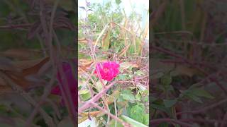 beautiful rose flower in garden [upl. by Ploch]