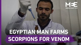 The Egyptian man extracting venom from scorpions and snakes [upl. by Quenby797]