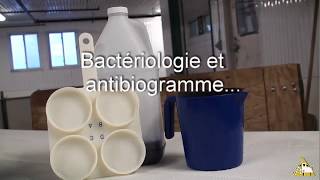 Santé du pis Test CMT bactériologie et antibiogramme [upl. by Seidnac]