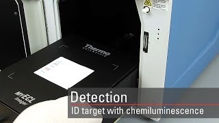 Detect your target proteins using chemiluminescent Western blot substrates [upl. by Alyss]