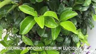 Viburnum odoratissimum lucidum Garden Center online Costa Brava  Girona [upl. by Grata]