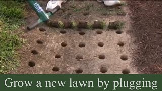 How to grow a new lawn by plugging [upl. by Tollman]