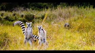 quotThe Lemur Dancequot Featurette  Island of Lemurs Madagascar [upl. by Prowel]