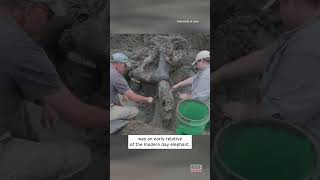 Ancient Mastodon Skull Dug Up in Iowa shorts [upl. by Inilahs]