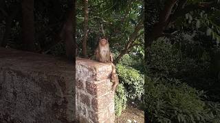 monkey monkey mahabaleshwar monkeypark nature [upl. by Anwat1]