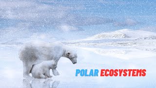 quotArctic Tundra Adventures Exploring Polar Ecosystemsquot🌬️🏔️ [upl. by Latsyrd]