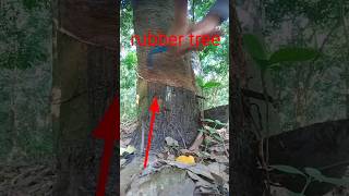 rubber tree harvesting shorts 2024 2025 Mrbigs0 [upl. by Jeni]