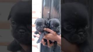 Pug so Cute puppy 🐶❤️ yourubeshorts youtube viral youtuber viralvideo [upl. by Amber]