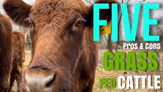 Grass Fed Cattle 5 Pros amp Cons [upl. by Nojad]