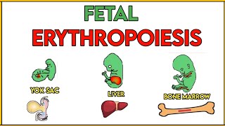 ERYTHROPOIESIS fetal  RBC production  hematopoietic stem cell  embryology hematology [upl. by Teresa]