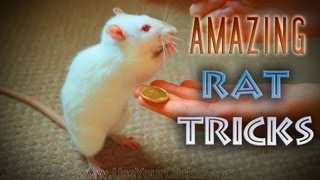 Awesome Amazing Rat Tricks [upl. by Gratt]