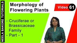 Morphology of Flowering Plants  NEET  Cruciferae or Brassicaceae Family  Part 1  Neela Bakore [upl. by Sink]