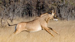 Amazing Wildlife Safari in Hwange National Park  Camp Hwange  Zimbabwe 2021  4KVideo [upl. by Rafi]