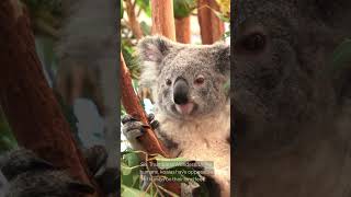 Top 10 surprising facts about koalas koala marsupials aussie wildlife wildanimals [upl. by Blisse]