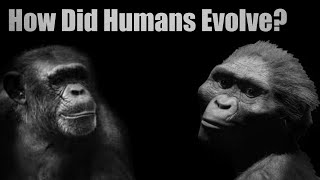 Human Evolution  Hominin Evolution  Early Humans The Process Of Evolution How Did Humans Evolve [upl. by Babita984]