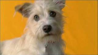 Aussie Pedigree Commercial  We see love [upl. by Eilegna]