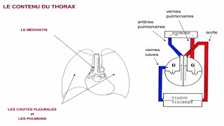 Les poumons et les plèvres [upl. by Anirdna]