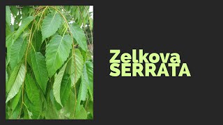 Zelkova SERRATA potatura e analisi specie [upl. by Euphemie]