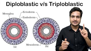 Difference Between Diploblastic amp Triploblastic Animals  Class11 Biology NCERT Discussion Video [upl. by Arrol]