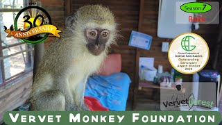 A juvenile monkey Rokk was hit by a car Will he survive will we be able to locate his troop [upl. by Nnaassilem]