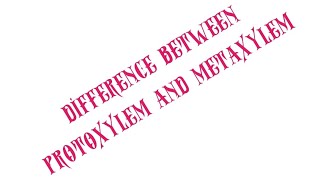 BSC BOTANYDIFFERENCE BETWEEN PROTOXYLEM AND METAXYLEMSEM1 [upl. by Silirama]