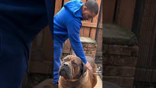 Meet the GIGANTIC South African Mastiff The BIGGEST Boerboel You’ve EVER Seen [upl. by Ativet505]