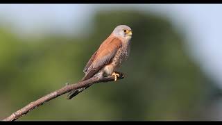 Lesser kestrel [upl. by Idnew238]